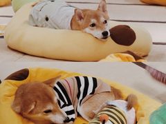 -逗柴咖啡屋·狗咖猫咖宠物桌游