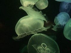 -悉尼海洋生物水族馆