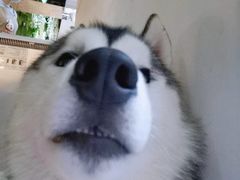 -Husky Go! 哈士奇体验馆·宠物咖啡厅狗咖