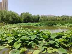 -前关湿地公园