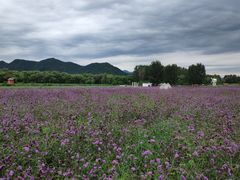 -北京东方普罗旺斯薰衣草庄园