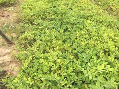 -庞各庄翠芳园西瓜蔬菜基地采摘园