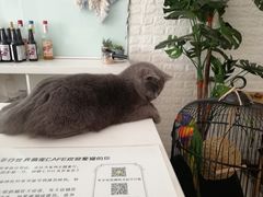 -平行世界·猫咖(首经贸店)