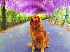 -大塘金香草谷
