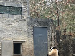 -都江堰中华大熊猫苑