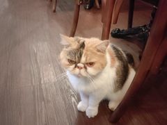 -猫岛主趣味餐厅(鼓浪屿店)