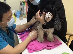 -瑞派宠物医院·24小时骨科·心脏·核磁(哈尔滨南岗店)