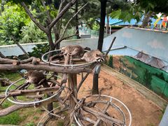 -西霞口神雕山野生动物世界