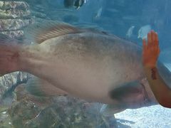 -烟台海昌鲸鲨海洋公园