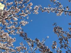 -高东镇樱花园