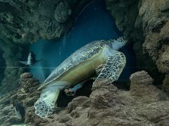 -上海海洋水族馆