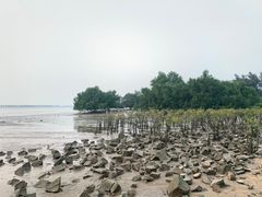 -宝安西湾红树林湿地公园