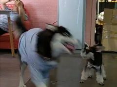 -百好乐宠物友好餐厅(朝外大街店)