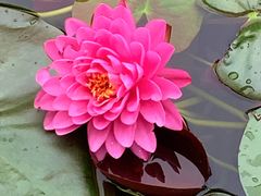 -国家植物园南园