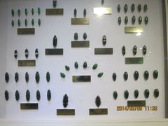 IMG_2880-上海昆虫博物馆