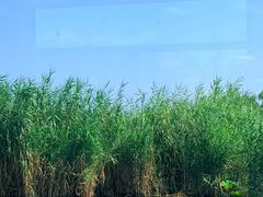 -白洋淀景区