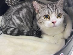 -帕帕拉兹宠物(亚洲旗舰店)