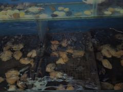 -海玥荟海鲜姿造自助餐厅(欧罗巴广场店)