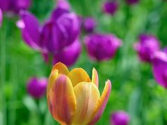 -国家植物园南园