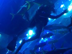 -迪拜水族馆及水下动物园