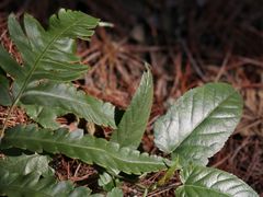 -西南大学北碚校区-竹园学生食堂