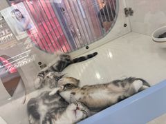 -凯德MALL(望京店)
