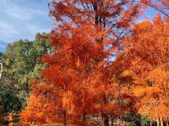 -青龙山国家森林公园