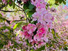 -长白岛森林公园