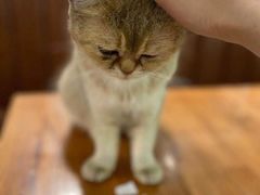 -猫小院猫主题餐厅(三里屯店)