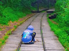 -五营红松林海景区