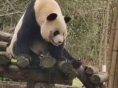 -都江堰中华大熊猫苑