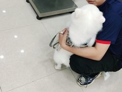 -瑞鹏宠物医院·夜间急症·心超·猫科(祖庙分店)