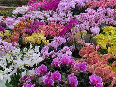 -朝来春花卉市场