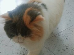 -喵园·猫主题咖啡厅·撸猫·猫咖(国贸店)