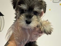 -翊宠yipet猫狗购宠庄园犬舍•猫舍