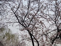 -桃花堤公园