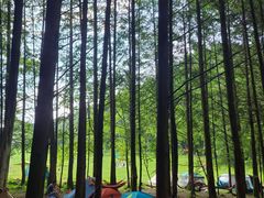 -武陵山森林公园