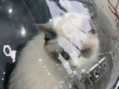 -博特宠物医院24h犬猫全科.骨科·异宠