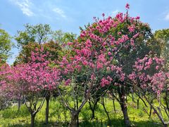 -南汇桃花村