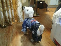 -佳怡动物医院·平价24小时·猫专科骨外科
