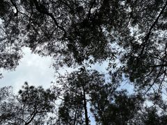 -滴水岩森林公园