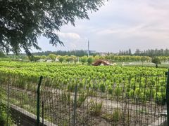 -嘉北郊野公园