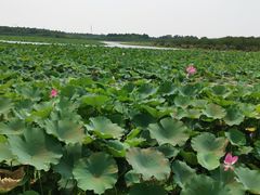 -上海海湾国家森林公园