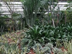 -呀路古热带植物园