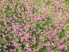 -松山湖梦幻百花洲