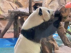 -成都动物园