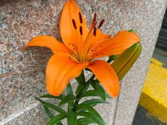 -青麻椒川菜小馆(群力新苑店)
