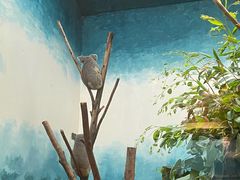 -广州长隆野生动物世界
