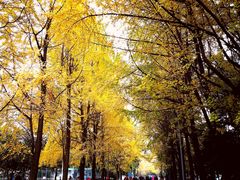 -四川大学(望江校区)