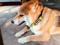 -柴犬高等学院·狗咖·柴犬售卖·宠物训练